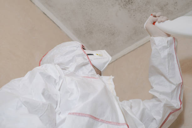 Mold Testing and Removal in Kiln, MS