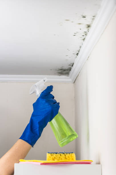 Trusted Kiln, MS Mold Removal Experts